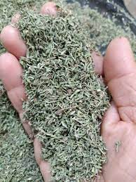 فروش آویشن باریک